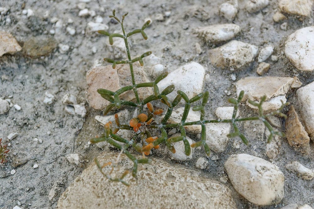 Dziwna roslinka